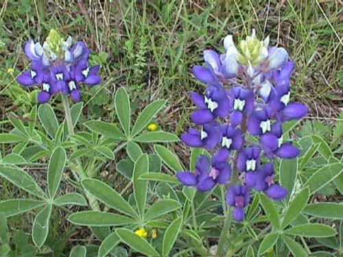 Texas Bluebonnet Seeds - 45 Seeds - Lupinus texensis - Buy 15 for Free Shipping - TX State Flower
