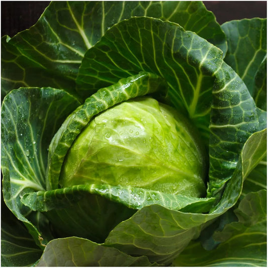 Early Round Dutch Cabbage Seeds 300+ Non-GMO Vegetable Garden Seeds for Planting, Brassica oleracea