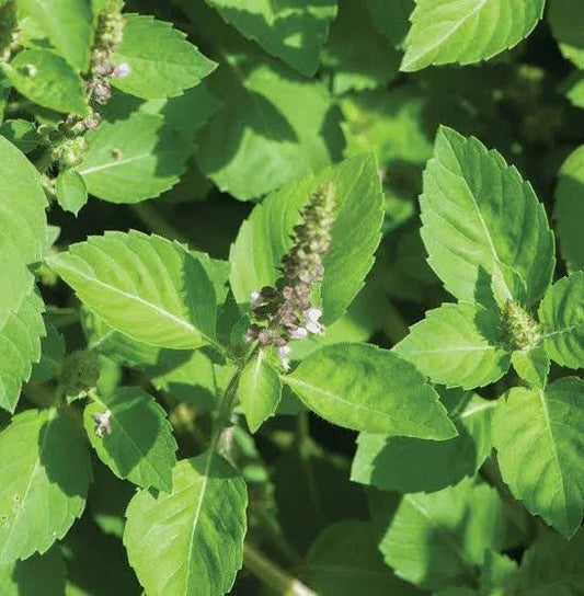 Holy Basil Seeds 200+ Green Leaf Herb - Ocimum Sanctum Medicinal - USA Grown - Free Shipping