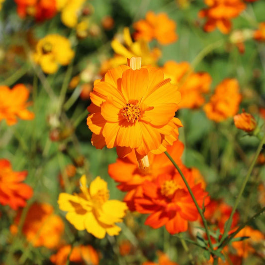 Diablo Cosmos Seeds - 200+ Pack - Vibrant Flowers for Garden Planting - Cosmos bipinnatus