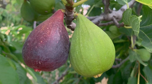 Violette de Bordeaux Fig Seeds – 100+ Seeds for Garden Planting – Ficus carica – USA