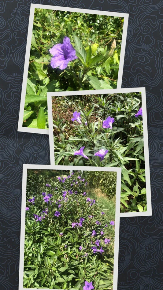Live Bare Root Mexican Petunia Plants - 5 Pack, Ruellia Simplex, Perennial Flowering Plant for Gardens and Landscapes