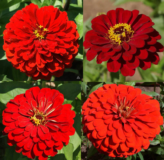 Zinnia Seeds Bulk 500 Count Hummingbird Reds Heirloom Non-GMO for Butterflies - Zinnia elegans