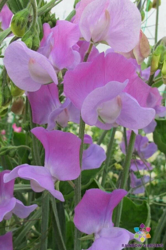 Oyama Bicolour Sweet Pea Seeds - 50+ Premium Seeds for Garden Planting - Lathyrus odoratus - USA Made, Free Shipping