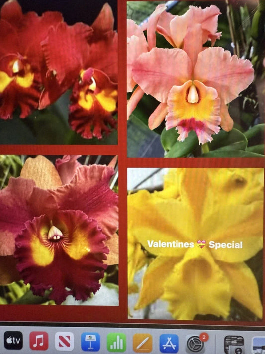 Cattleya Orchid Plant 2 Stem Bare Root Starter Division No Tag Surp. Ideal for Orchid Enthusiasts, Indoor Gardening