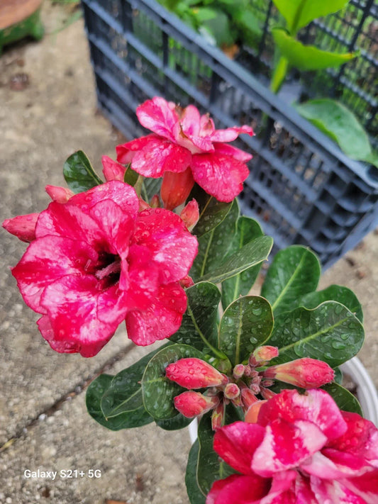 Desert Rose Plant 3-5" Triple Flowering Adenium obesum 1 Gallon Rare Branching Variety