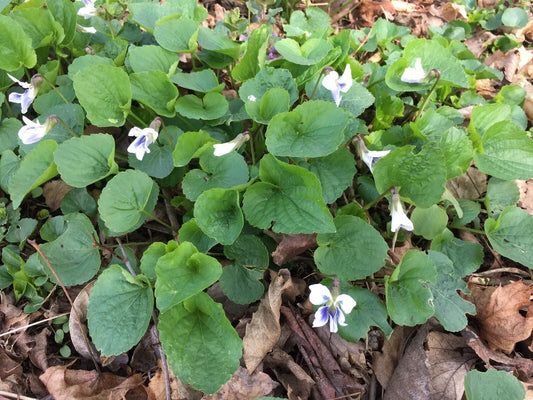 Wild Violet Flower Plants Bareroot Rhizomes 12+ White Viola for CT Garden