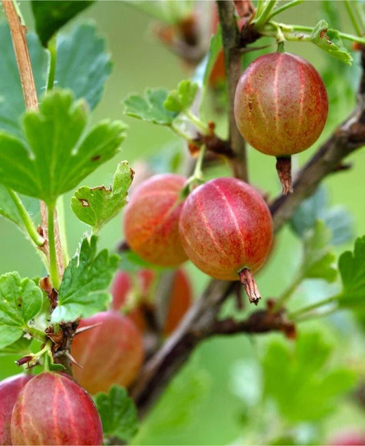 Jahns Prairie Gooseberry Live Rooted Starter Plant, Edible Shrub for Zones 3-8, Ribes hirtellum