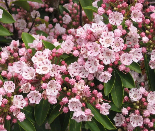 Pink Mountain Laurel Live Plant - Bare Root, All Natural, 1 Ft - Kalmia latifolia, Pink Flowers