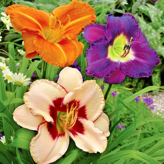 Daylily Hemerocallis Once Upon a Time Mix 3 Live Reblooming Perennial Plant Roots