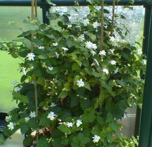 Maid of Orleans Jasmine Starter Plant - Extremely Fragrant - Jasminum sambac - Rooted Indoor/Outdoor Plant