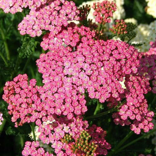 Yarrow Seeds 500 Count Cerise Queen Perennial Non-GMO Cut Flowers for Pollinators (Achillea millefolium)