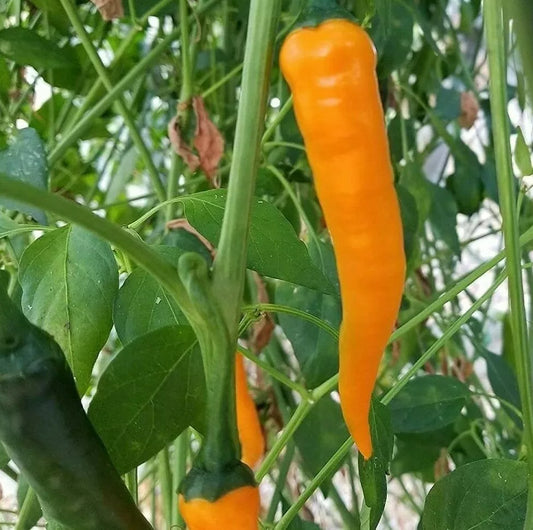 Orange Cayenne Pepper Seeds - 30+ Seeds - Rare Spicy Hot Pepper - Capsicum annuum - Perfect for Salsa