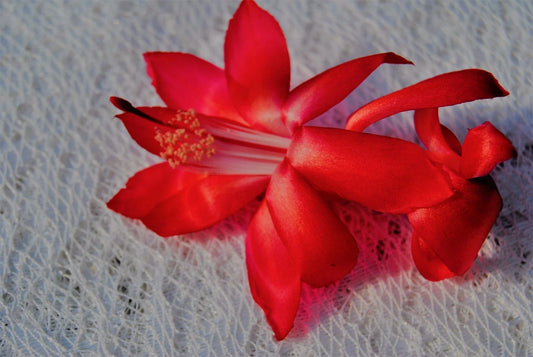 Christmas Cactus Starter Plant - Big Red Variety - Schlumbergera Truncata - Healthy Well-Rooted Succulent Plant