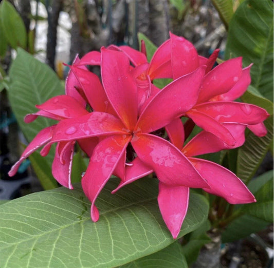Rooted Plumeria Cutting 16" Fuchsia Queen Plumeria rubra - Tropical Flowering Plant for Gardens and Containers
