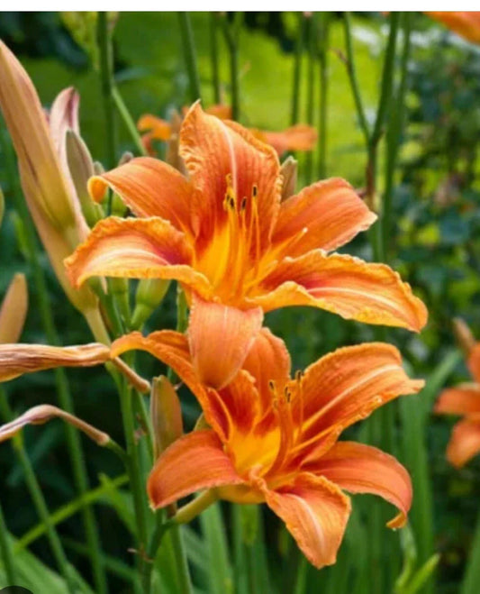 Daylily Plants - Orange Big Roots - Tawny 'Ditch Lily' - Hemerocallis fulva - Free Shipping