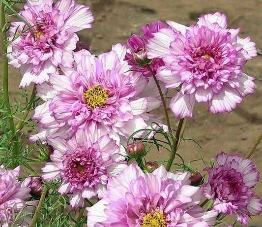 Double Click Rose Bon Bon Cosmos Seeds - 200+ Count - Colorful Annual Flower Seeds for Garden (Cosmos bipinnatus)