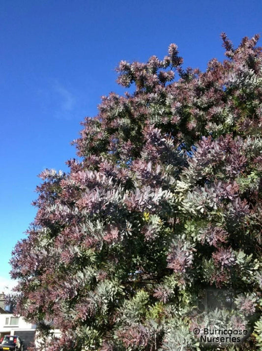 Purple Leaved Acacia Seeds - Baileyana v purpurea - 10 Seeds - Unique Purple Foliage