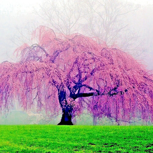 Weeping Sakura Cherry Blossom Tree Seeds - Fast Growing Pendula Variety - Hardy Flowering Plant