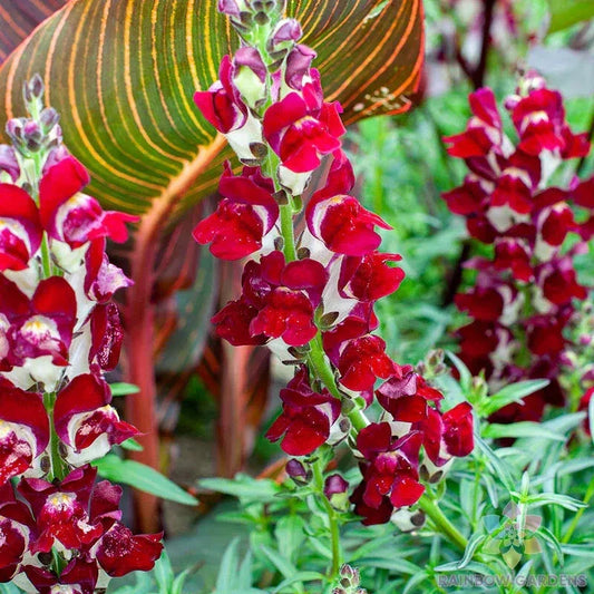 Snapdragon Seeds - 1000+ Night and Day Variety - Antirrhinum majus - Garden Planting - USA