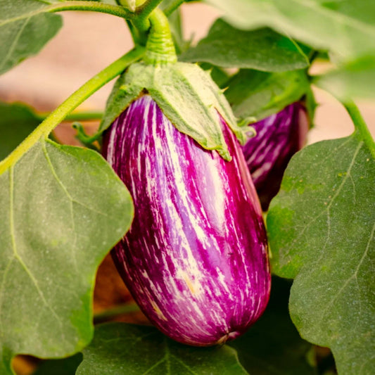 Pandora Striped Rose Eggplant Seeds | Purple White Stripe | Fairytale Seed | Solanum melongena