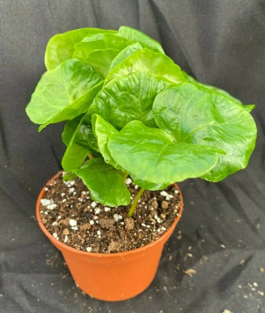 Coffea Arabica Plant 3" Pot Live Coffee Tree Rooted Houseplant