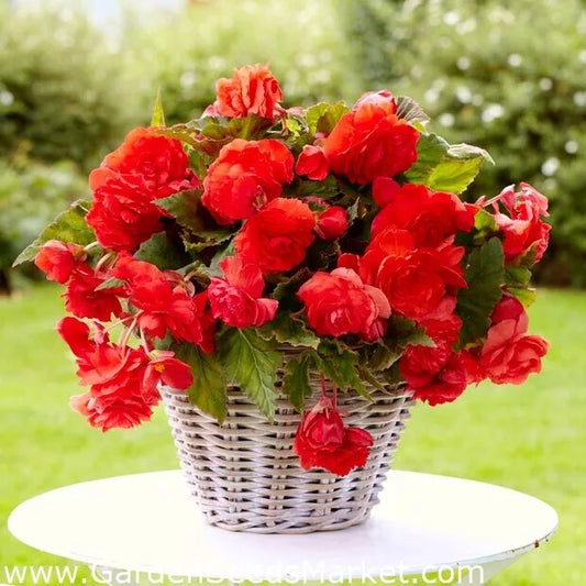 Begonia Seeds 500 Count Hot Tip Red Begonia Glory (Begonia x tuberhybrida) Non-California Shipping
