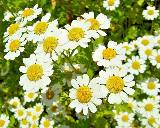 Roman Chamomile Seeds - 100 Seeds - Herb for Sleep, Calming, Healing - Chamaemelum nobile
