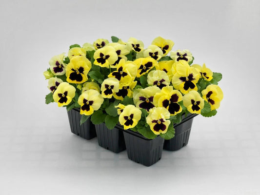 Pansy Seeds - 50 Count - Inspire Plus Lemon Variety - Viola Seeds - New 2019 Release
