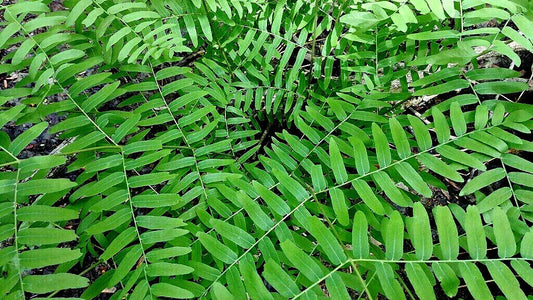 Royal Fern Seeds 1000 Spores Hardy to -30°F Osmunda regalis Maries Green Garden