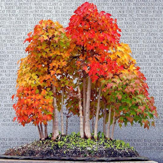 Trident Maple Tree Seeds - Acer buergerianum - Gorgeous Fall Colors - Bonsai Plant Seeds for Home Gardening