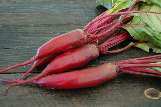 Cylindra Long Red Beet Seeds 50-4800 Count Sweet & Delicious Beta vulgaris Var. Cylindra