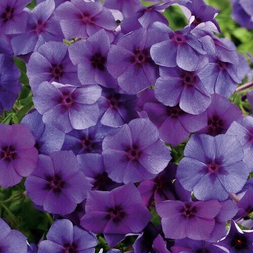 Intensia Blueberry Phlox Seeds - 100+ Count for Garden Planting - Phlox paniculata - USA - Free Shipping