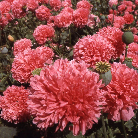 Salmon Double Poppy Seeds - 200+ Count for Garden Planting - Papaver rhoeas - USA