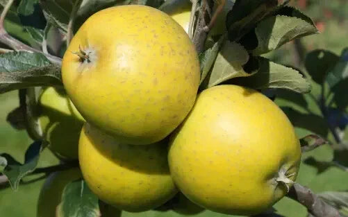 American Mother Apple Seeds - 25+ Seeds for Garden Planting - Malus domestica - USA