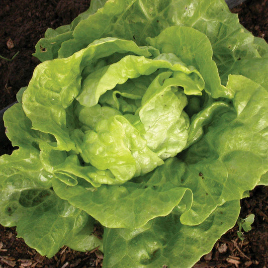 Tom Thumb Lettuce Seeds 600+ Non-GMO Vegetable Seeds Lactuca Sativa USA, Free Shipping