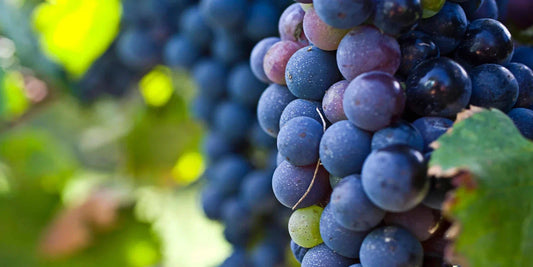 Live Plant Cutting "Carménère" Grape Vine 10-13" - Vitis vinifera