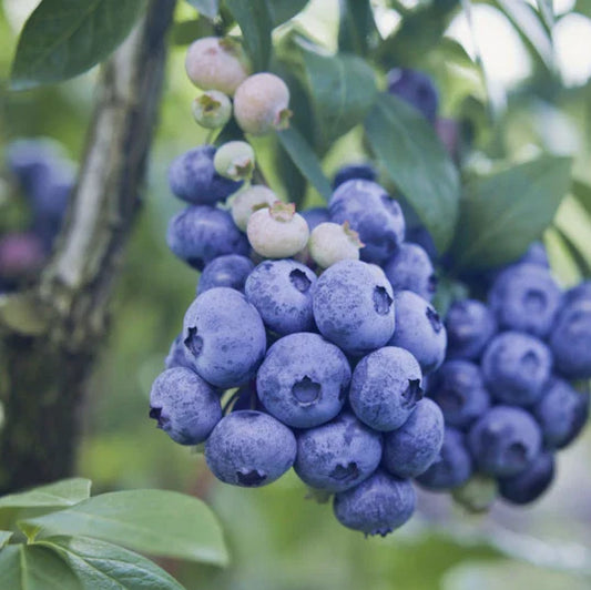 O'Neil Blueberry Bush Starter Plant - Southern Highbush Blueberry - Vaccinium corymbosum