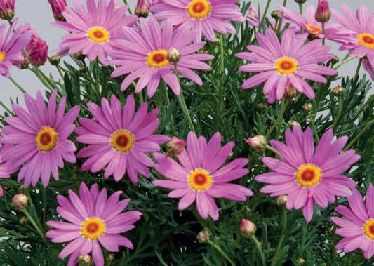 Purple Marguerite Daisy Seeds - 200+ Count - Garden Planting - Leucanthemum superbum