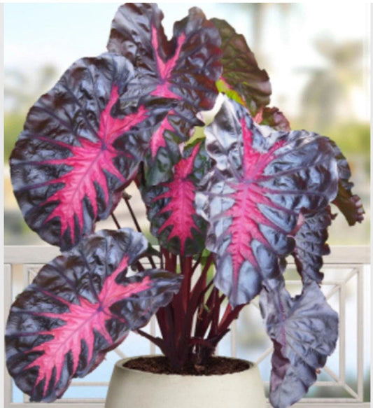 Colocasia esculenta Elephant Ear Plant - Small Rooted Starter - Tropical Houseplant - Live Indoor Plant
