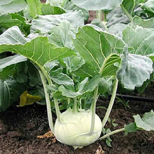 White Vienna Kohlrabi Seeds - 1000 Non-GMO Heirloom Seeds for Vegetable Gardening - Brassica oleracea