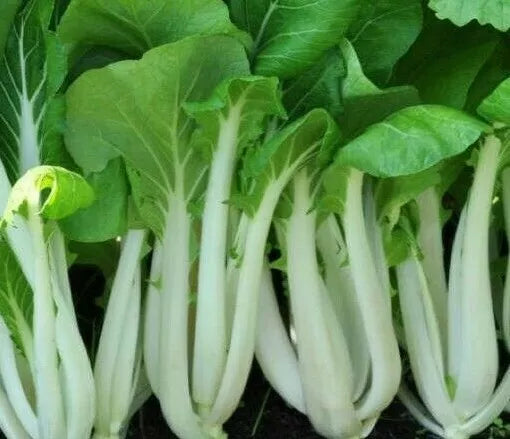 Pak Choi Seeds 300+ Bok Choy Asian Culinary Vegetables Brassica rapa Microgreens Free Shipping