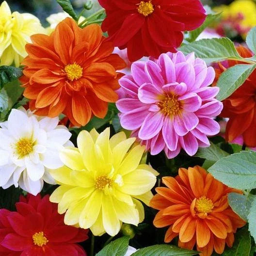 Dahlia Seeds - 45 Count - Unwins Mix - Flower Seeds for Garden - GroCo