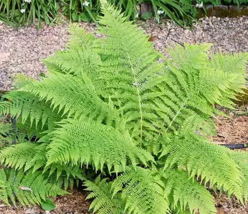 Lady Fern Bare-root Plant | Athyrium Felix-Femina | Hardy Perennial Fern for Shade Gardens