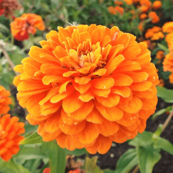 Zinnia Seeds - Giant 5" Double Orange Flowers - Orange King Heirloom Variety - Zinnia elegans