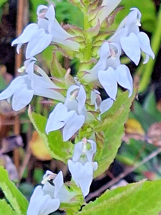 Giant White Lobelia Seeds, 253 Count, Hardy Variety, Lobelia siphilitica, Easy to Grow, USA Seller