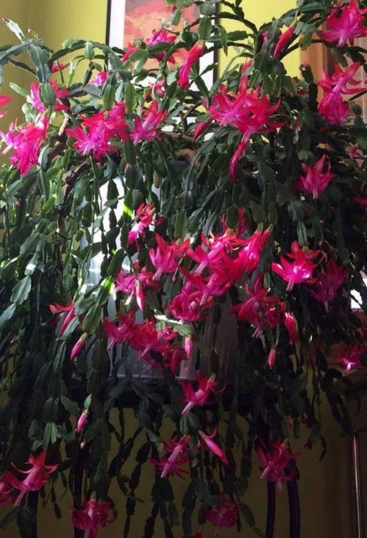 Christmas Cactus Starter Plant (1) - Old Fashioned Pink - Schlumbergera spp.