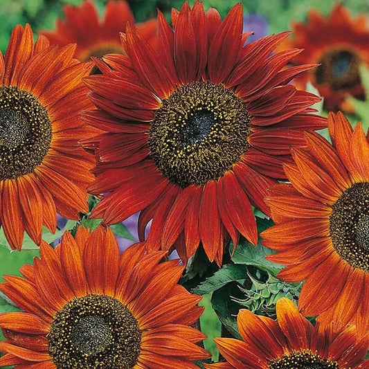 Sunflower Seeds Velvet Queen 50+ Pack - Annual Flower Seeds - Helianthus annuus - Native Wildflower, Free Shipping