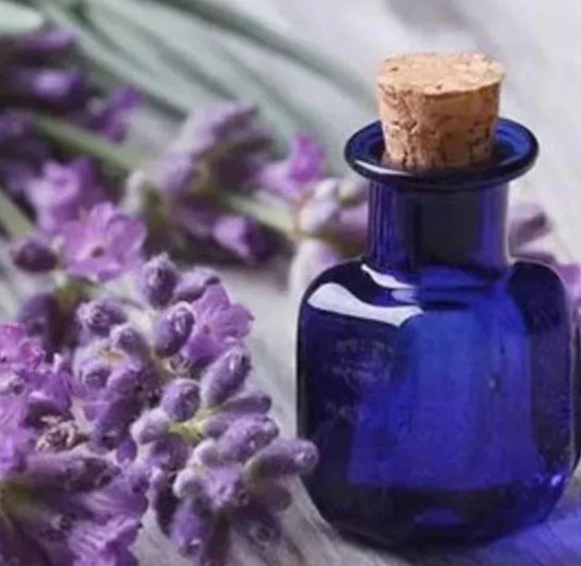 Lavender Seeds - 200 Non-GMO Spike Latifolia - Dried Purple Perennial with Strongest Scent