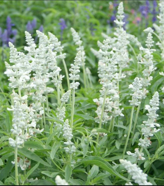 Salvia Seeds - 200 Non-GMO Victoria Series White Flowers for Pollinators & Bees - Perennial Herb